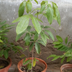 Untitled design (71)